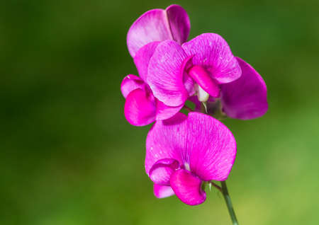 A macro shot of a cluster of magenta sweet pea blooms.