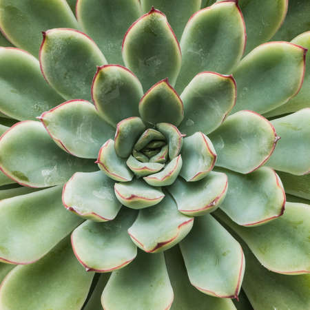 A macro shot of a echeveria plant.の写真素材