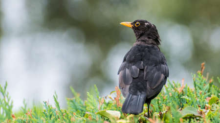 A shot of a blackbird sitting in a hedge.の写真素材