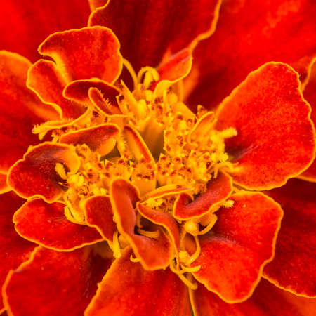 A macro shot of a dark orange coloured french marigold.の写真素材