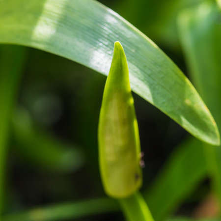 A macro shot of a nerine flower bud.の写真素材