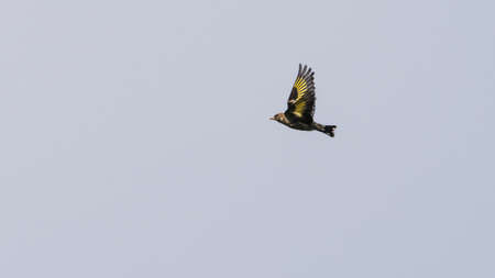 A shot of a juvenile goldfinch flying through a grey sky.の写真素材
