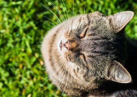 A shot of a tabby cat looking up at the camera.の写真素材