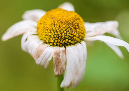A macro shot of a decaying ox eye daisy.の写真素材