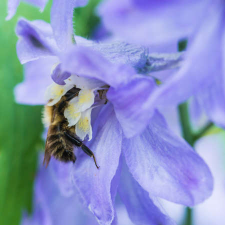 A macro shot of a bee collecting pollen from a light blue delphinium plant.の写真素材