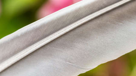 An abstract macro shot of the structure of a feather.の写真素材