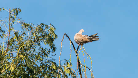 A shot of a collared dove sitting at the top of a tree.の写真素材