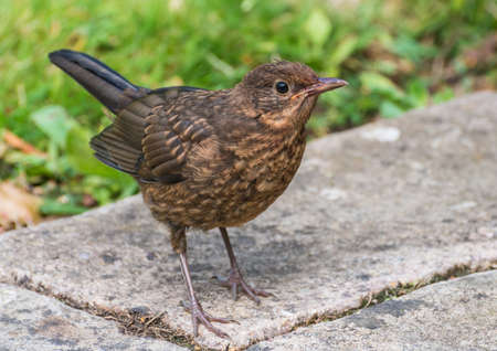 A shot of a juvenile blackbird.の写真素材