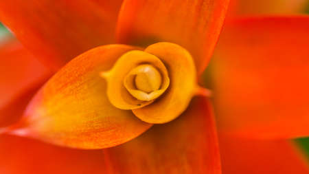 A macro shot looking down into an orange guzmania plant.