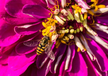 A macro shot of a hoverfly collecting pollen from a pink zinnia bloom.の写真素材