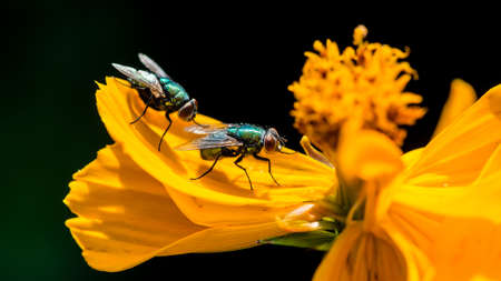 A macro shot of two greenbottle flies resting on a cosmos 'bright lights' bloom.の写真素材