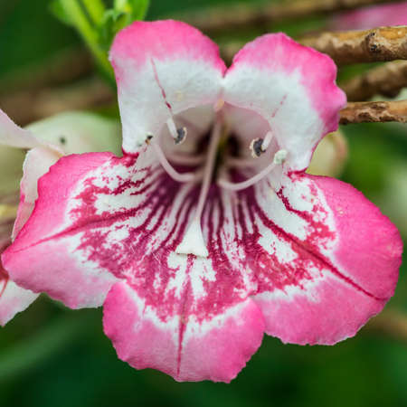 A macro shot of a pink penstemon bloom.の写真素材