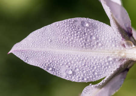 An abstract macro shot of dewdrops standing on the white petals of an acidanthera bloom.の写真素材