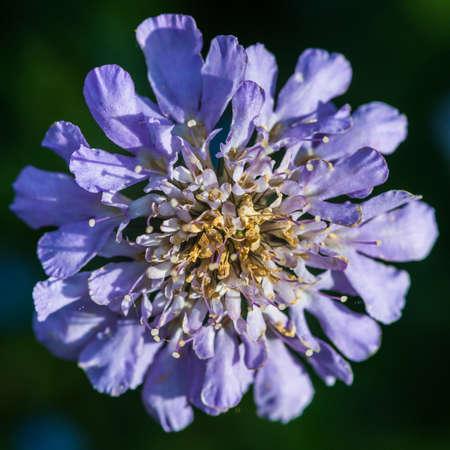 A macro shot of a blue scabious bloom.