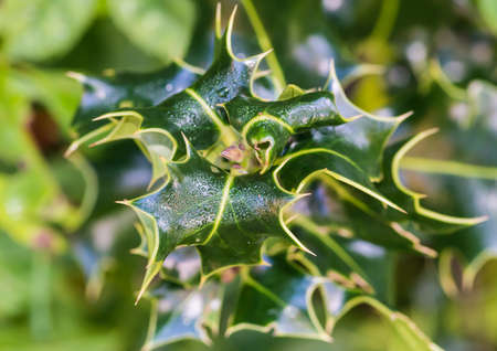 A macro shot of some green dewdrop covered holly leaves.の写真素材