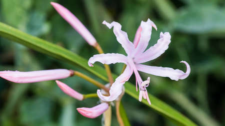 A macro shot of a white nerine bowdenii bloom.の写真素材