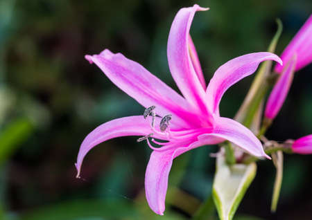 A macro shot of a pink nerine bowdenii bloom.の写真素材