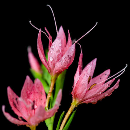 A macro shot of some pink river lily blooms.の写真素材
