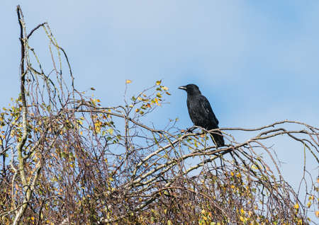 A shot of a crow sitting in a tree top.