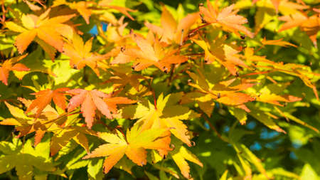 A shot of the golden leaves of a japanese maple tree.