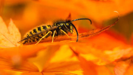 A macro shot of a common wasp sat in an acer palmatum tree.の写真素材