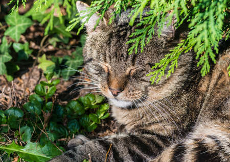 A shot of a tabby cat taking a nap.