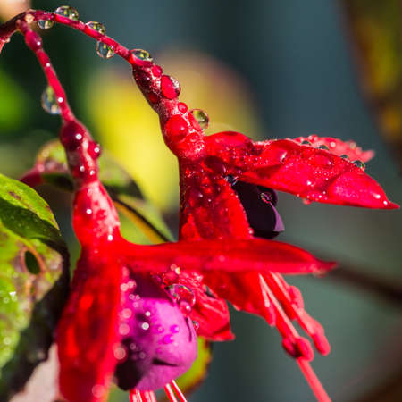 A macro shot of raindrops resting on a fuchsia petal.の写真素材