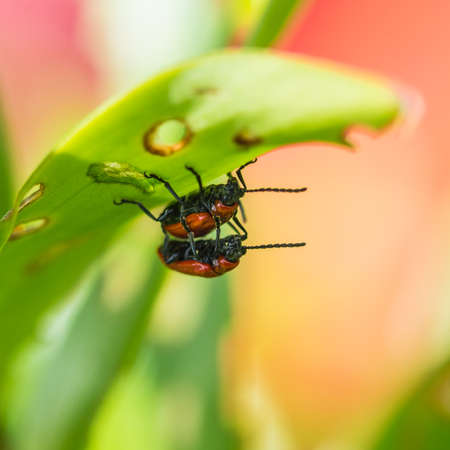 A macro shot of a pair of mating red lily beetles.の写真素材