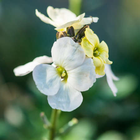 A macro shot of a white wallflower flower.