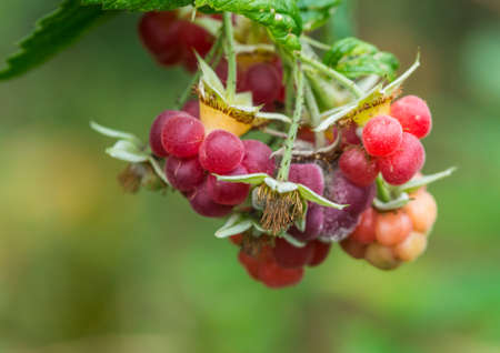 A macro shot of a small cluster of raspberries.の写真素材