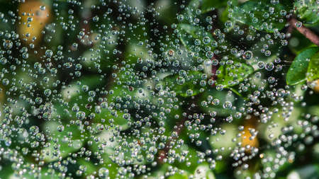 A macro shot of raindrops caught in a spider web.