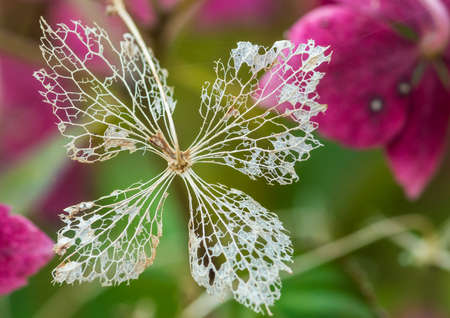A macro shot of a skeletal looking bract from a lacecap hydrangea bush.の写真素材