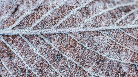 An abstract macro shot of a frost covered brown leaf.の写真素材