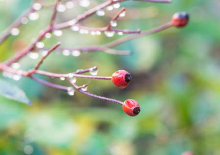 A macro shot of a red rosehip.の写真素材