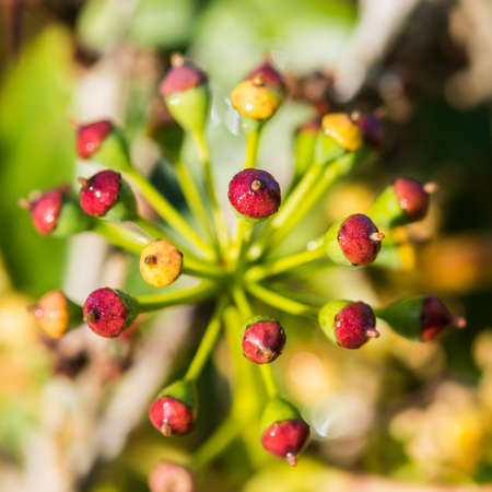 A macro shot of berries forming on a common ivy plant.の写真素材