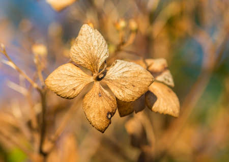 A macro shot of a decaying hydrangea bush bract.