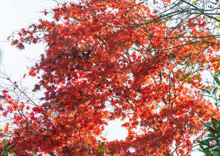 A shot of a japanese maple tree with red glowing leaves.