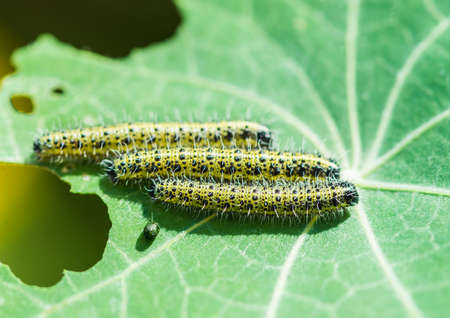A macro shot of three large white butterfly caterpillars munching through a nasturtium leaf.