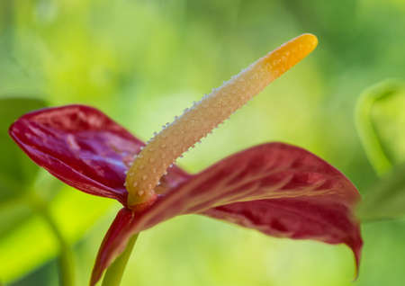 A macro shot of a red anthurium bloom.