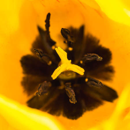 A macro shot of a yellow tulip.の写真素材