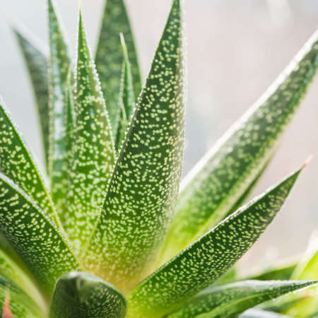 A macro shot of the green leaf of an aloe vera plant.の写真素材