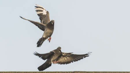 A shot of two feral pigeons coming in to land on a rooftop.