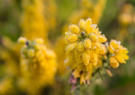 A macro shot of a wet mahonia japonica bloom.