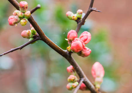 A macro shot of a quince bush flower bud.