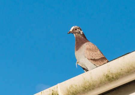 A shot of a feral pigeon sitting on a rooftop.の写真素材