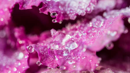 A macro shot of an ornamental kale plant covered in ice droplets.