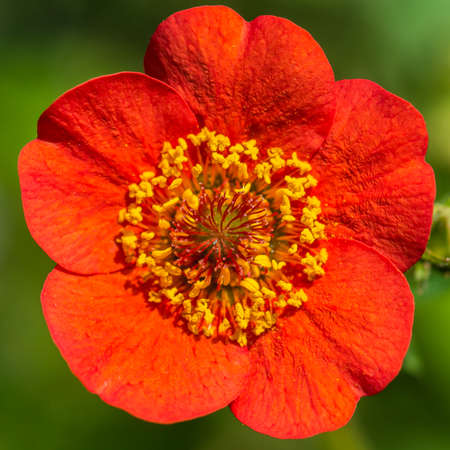 A macro shot of a red geum bloom.の写真素材