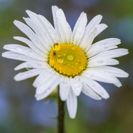 A macro shot of an ox eye daisy.