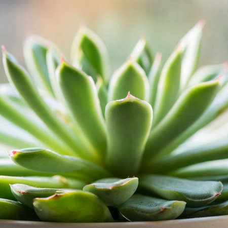 A macro shot of the green leaf of an echeveria plant.の写真素材
