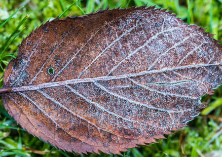 A macro shot of a frost covered brown leaf.